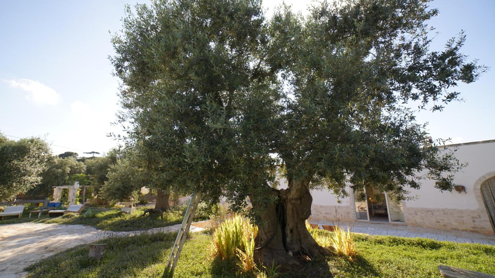 Dimora Trullivo, Charming House Villa Castellana Grotte Luaran gambar